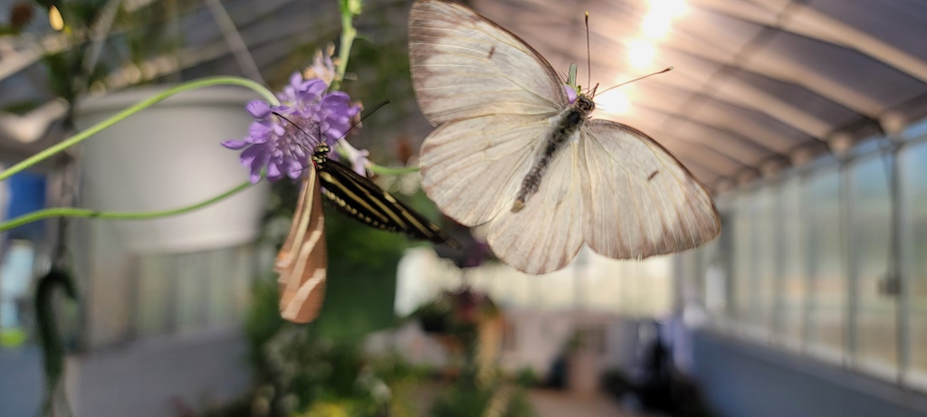 Dahlonega Butterfly Farm 20240422 182703
