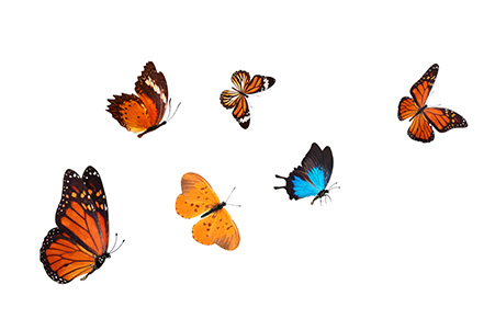 Mid Butterflies Mid Butterflies